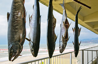 三面川の鮭 塩引き鮭