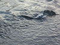 三面川を遡上する鮭の姿